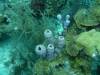 119 - Dive1-2 Long Caye Ridge