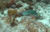 121 - Dive1-2 Long Caye Ridge
