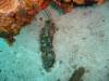 100 - Dive2-1 Dos Cocos