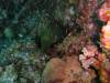 101 - Dive2-1 Dos Cocos