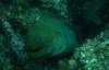 103 - Dive2-1 Dos Cocos