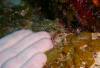 108 - Dive2-1 Dos Cocos