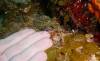 109 - Dive2-1 Dos Cocos
