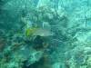 112 - Dive2-1 Dos Cocos