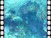 113 - Dive2-1 Dos Cocos