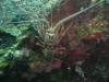 114 - Dive2-1 Dos Cocos