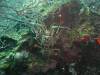 115 - Dive2-1 Dos Cocos
