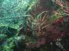 116 - Dive2-1 Dos Cocos