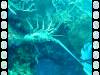 117 - Dive2-1 Dos Cocos