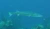 119 - Dive2-1 Dos Cocos