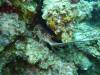 102 - Dive2-2 Dos Cocos