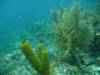 103 - Dive2-2 Dos Cocos