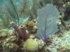 105 - Dive2-2 Dos Cocos