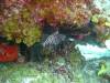107 - Dive2-2 Dos Cocos