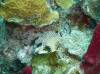 110 - Dive2-2 Dos Cocos