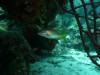 111 - Dive2-2 Dos Cocos