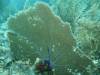112 - Dive2-2 Dos Cocos