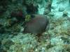 113 - Dive2-2 Dos Cocos