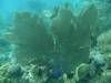 114 - Dive2-2 Dos Cocos