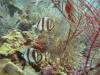115 - Dive2-2 Dos Cocos