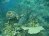 116 - Dive2-2 Dos Cocos