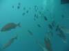 117 - Dive2-2 Dos Cocos