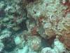 101 - Dive3-3 Half Moon Wall