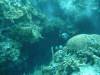 120 - Dive3-3 Half Moon Wall