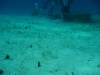 129 - Dive3-3 Half Moon Wall
