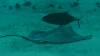 137 - Dive3-3 Half Moon Wall