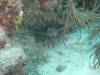 115 - Dive3-4 Half Moon Wall