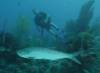 117 - Dive3-4 Half Moon Wall