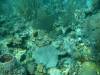 112 - Dive4-1 Que Bradas