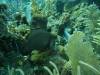 114 - Dive4-1 Que Bradas