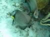 115 - Dive4-1 Que Bradas