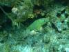 117 - Dive4-1 Que Bradas