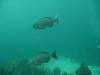 118 - Dive4-1 Que Bradas