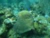 119 - Dive4-1 Que Bradas