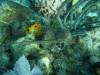 122 - Dive4-1 Que Bradas