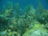 123 - Dive4-1 Que Bradas
