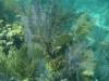 125 - Dive4-1 Que Bradas