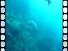 103 - Dive4-4 Que Bradas