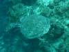 104 - Dive4-4 Que Bradas