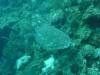 105 - Dive4-4 Que Bradas