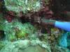 110 - Dive4-4 Que Bradas