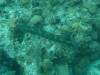 113 - Dive4-4 Que Bradas