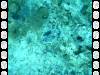 116 - Dive4-4 Que Bradas