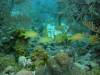 118 - Dive4-4 Que Bradas
