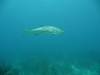 119 - Dive4-4 Que Bradas
