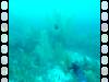 120 - Dive4-4 Que Bradas